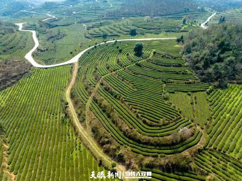乌天麻种子多少钱一斤_乌天麻种植致富_乌天麻亩产量