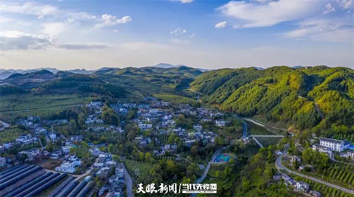 乌天麻亩产量_乌天麻种子多少钱一斤_乌天麻种植致富