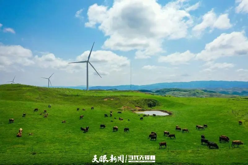 乌天麻亩产量_乌天麻种植致富_乌天麻种子多少钱一斤