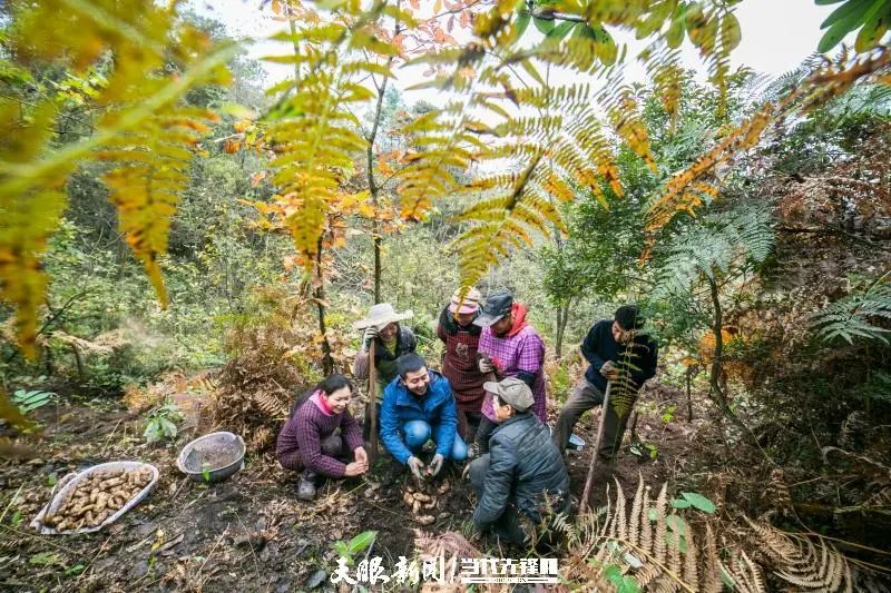 乌天麻种植致富_乌天麻亩产量_乌天麻种子多少钱一斤