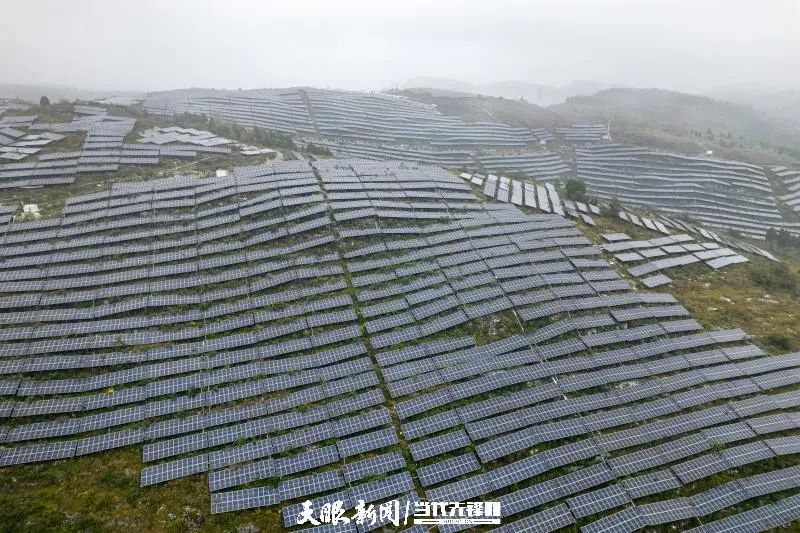 乌天麻种植致富_乌天麻种子多少钱一斤_乌天麻亩产量