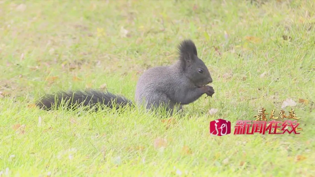 养殖獾子致富_致富养殖獾子怎么样_养殖獾子成本和利润