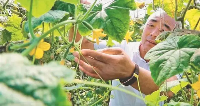 豆青虫养殖致富_豆青虫养殖技术视频_致富经豆青虫养殖