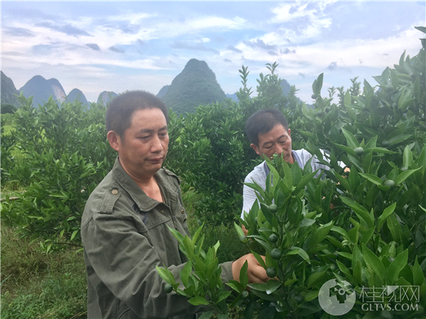 种植致富带头人先进事迹_种植致富带头人_种植业致富带头人简介