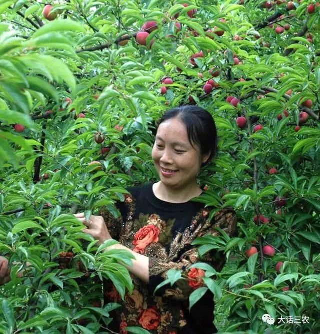 李子种植新技术_李子种植技术视频_李子种植技术新闻稿