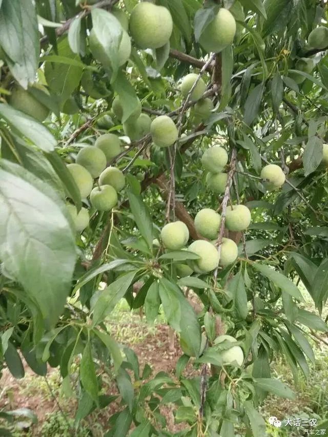 李子种植新技术_李子种植技术新闻稿_李子种植技术视频