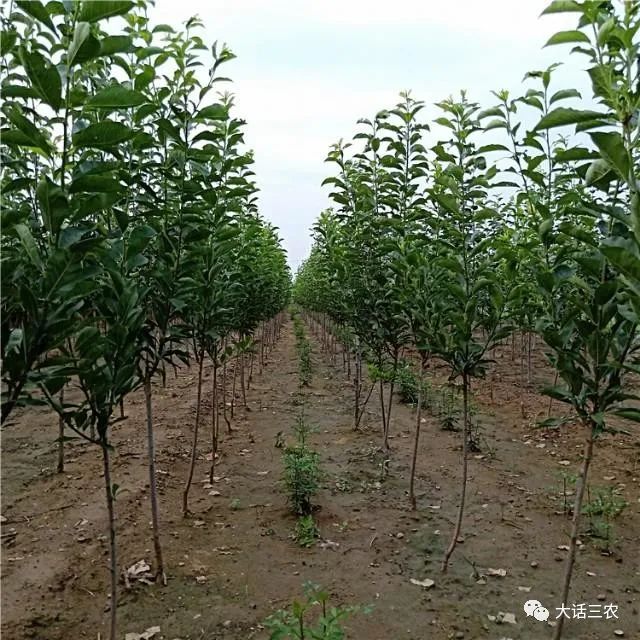 李子种植技术视频_李子种植技术新闻稿_李子种植新技术