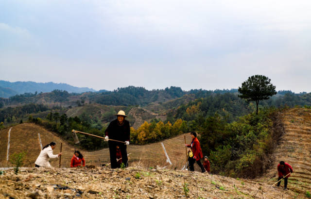 农广天地杨梅种植视频_农广天地杨梅种植技术_农广天地杨梅种植技术和管理