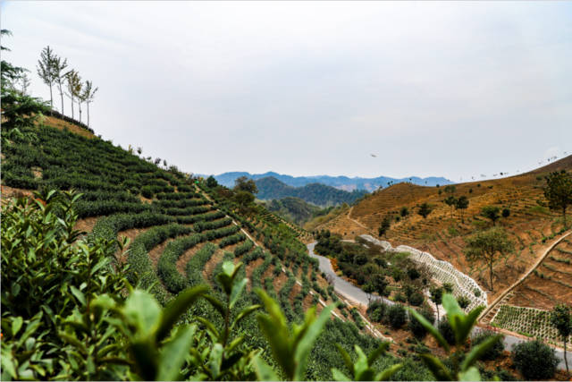 农广天地杨梅种植技术_农广天地杨梅种植视频_农广天地杨梅种植技术和管理