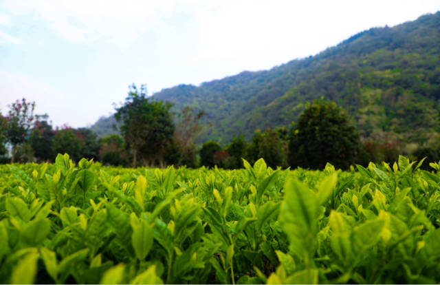 农广天地杨梅种植技术和管理_农广天地杨梅种植技术_农广天地杨梅种植视频