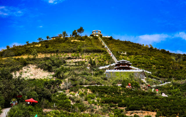 农广天地杨梅种植技术_农广天地杨梅种植视频_农广天地杨梅种植技术和管理