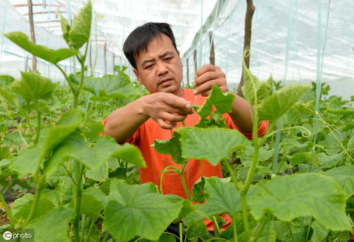 冬季大棚黄瓜定植管理_冬季大棚黄瓜栽培技术_冬季黄瓜大棚种植技术视频