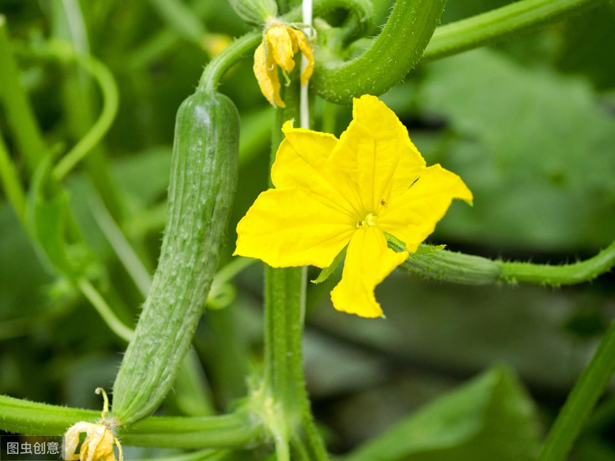 冬季黄瓜大棚种植技术视频_冬季大棚黄瓜定植管理_冬季大棚黄瓜栽培技术