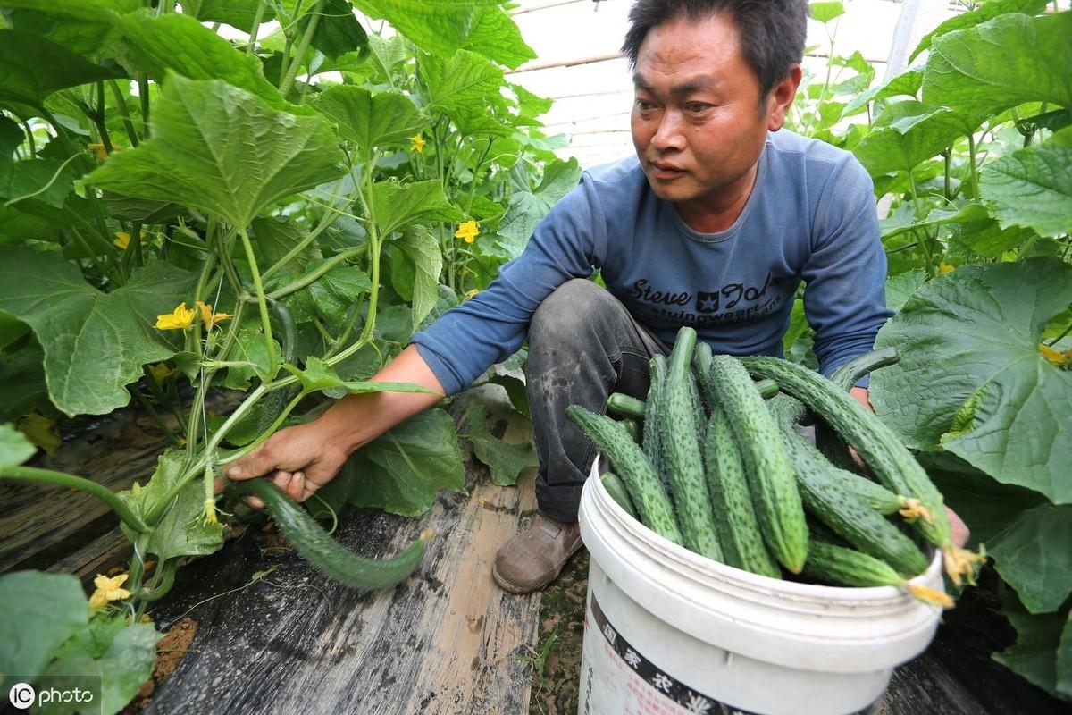 冬季大棚黄瓜定植管理_冬季黄瓜大棚种植技术视频_冬季大棚黄瓜栽培技术