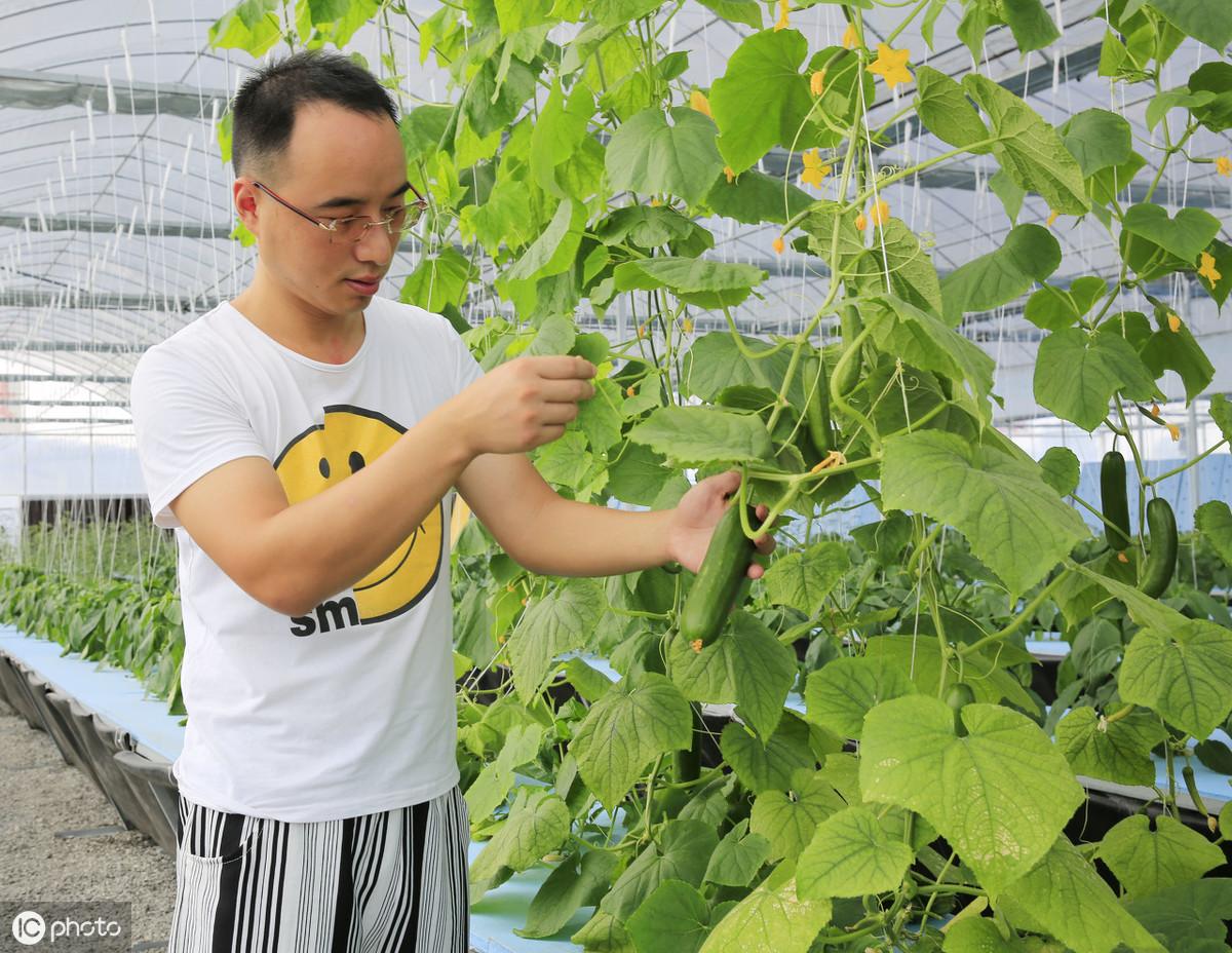 冬季大棚黄瓜定植管理_冬季大棚黄瓜栽培技术_冬季黄瓜大棚种植技术视频