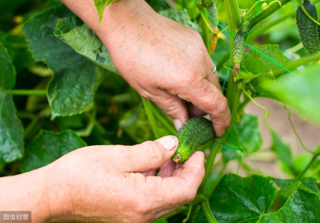 冬季黄瓜大棚种植技术视频_冬季大棚黄瓜栽培技术_冬季大棚黄瓜定植管理