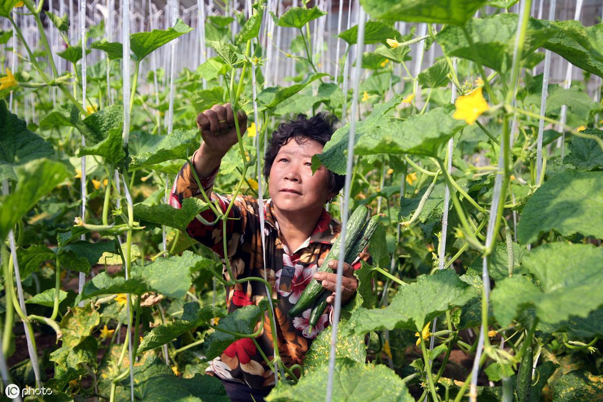 冬季大棚黄瓜定植管理_冬季大棚黄瓜栽培技术_冬季黄瓜大棚种植技术视频