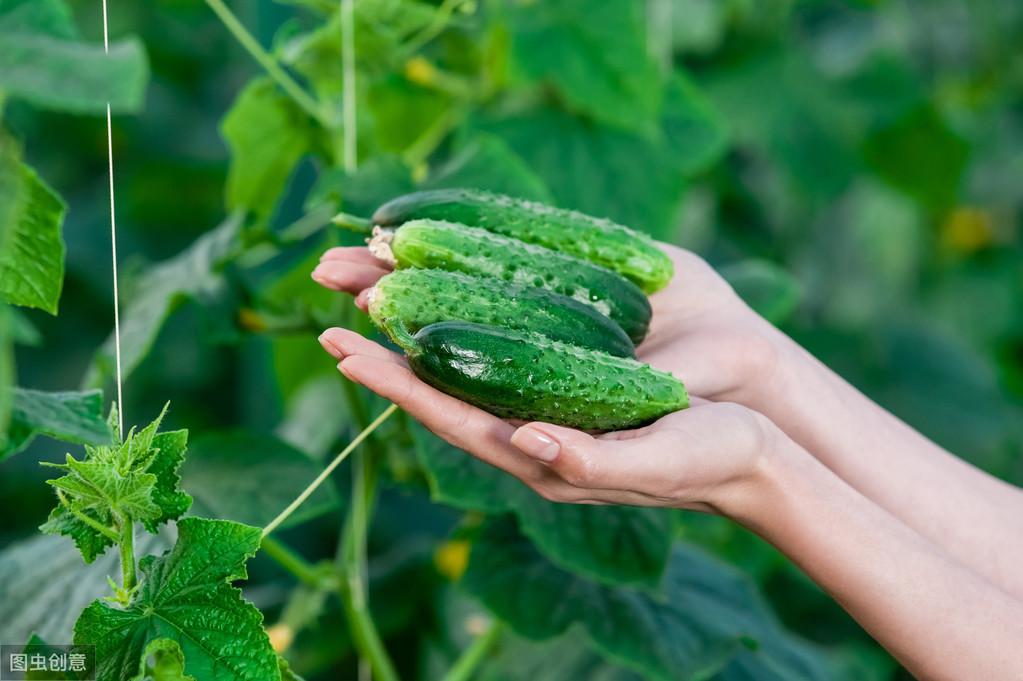 冬季大棚黄瓜栽培技术_冬季大棚黄瓜定植管理_冬季黄瓜大棚种植技术视频