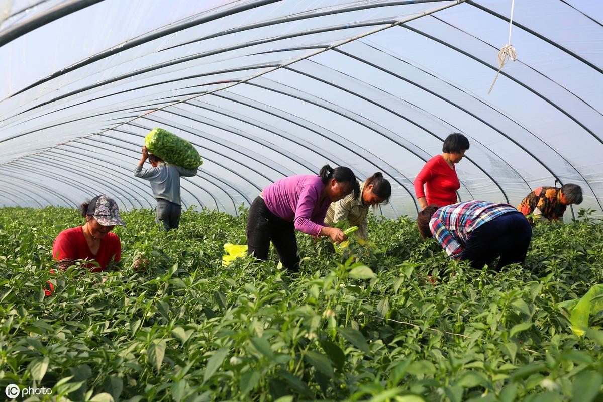 冬季黄瓜大棚种植技术视频_冬季大棚黄瓜栽培技术_冬季大棚黄瓜定植管理