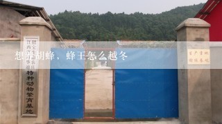 想养胡蜂，蜂王怎么越冬