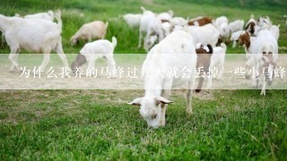 为什么我养的马蜂过几天就会丢掉一些小马蜂