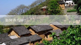 如何养马蜂？