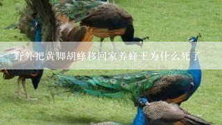 野外把黄脚胡蜂移回家养蜂王为什么死了