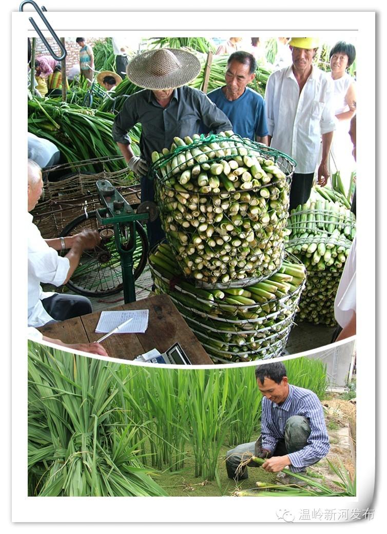 农广天地杨梅种植技术_种植杨梅的技术指导歌_农广天地杨梅种植视频