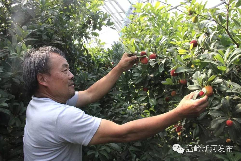 农广天地杨梅种植视频_农广天地杨梅种植技术_种植杨梅的技术指导歌