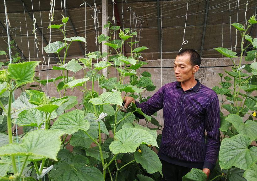 冬季黄瓜大棚种植技术视频_冬季大棚黄瓜栽培技术_冬季大棚黄瓜定植管理