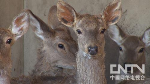 致富经野猪散养视频全部_野猪致富经_致富经东北野猪