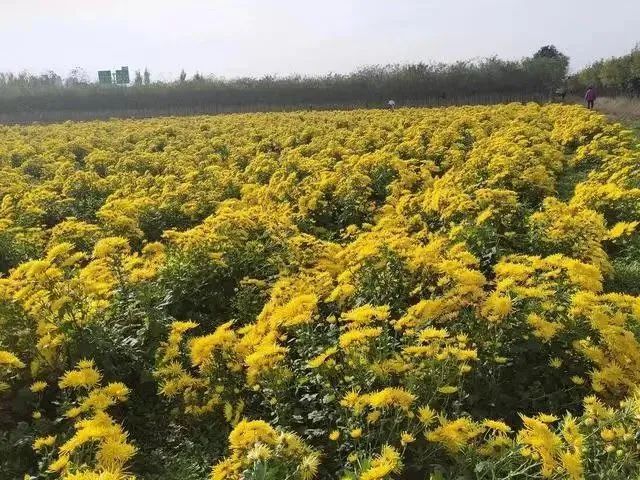 菊花种植栽培管理技术_栽培菊花种植管理技术要点_栽培菊花种植管理技术要求