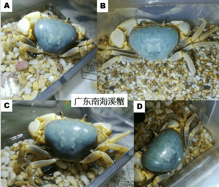 淡水养殖大闸蟹怎么样_淡水养殖大闸蟹技术要求_淡水大闸蟹养殖技术