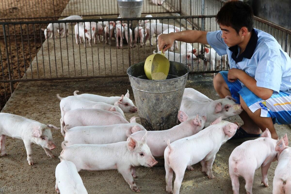 生物饲料养殖致富_致富养殖业_致富养殖好项目大全