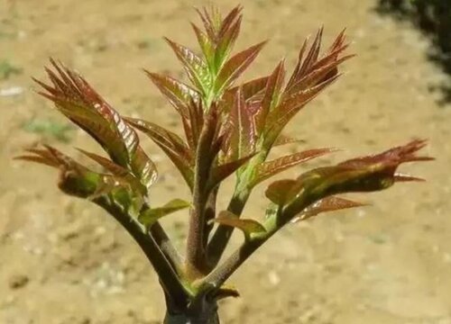 香椿大掤种植技术_香椿种植效益如何_种植香椿的技术