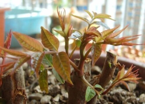 种植香椿的技术_香椿大掤种植技术_香椿种植效益如何