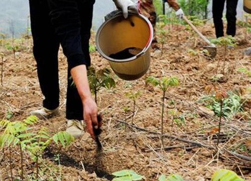 种植香椿的技术_香椿大掤种植技术_香椿种植效益如何