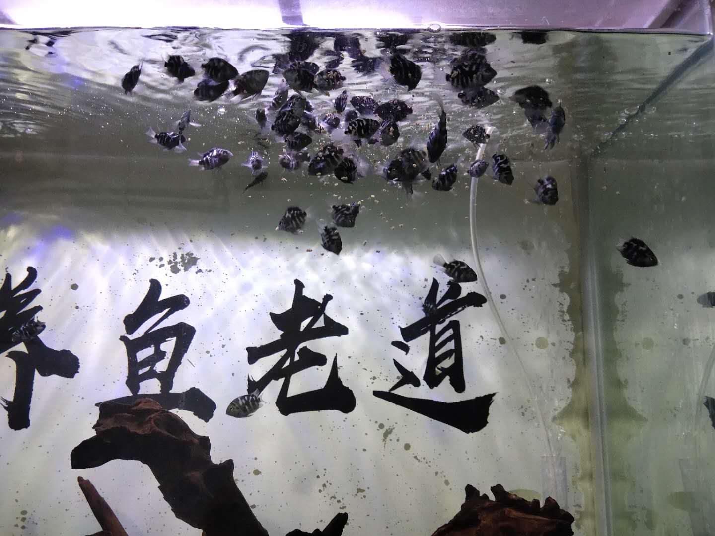 新手养鹦鹉鱼视频教程_视频养殖技术鹦鹉鱼教程_鹦鹉鱼的养殖技术视频
