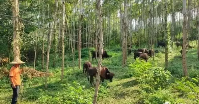 广西合山：稻花飘香鱼螺肥 致富脱贫“牛”劲足播报文章