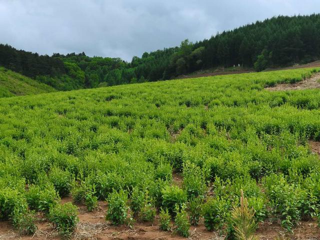 找对了方向，山多地少的辽宁西丰仁义村种草药致富