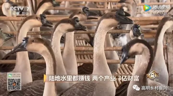 致富经之烧鹅_烧鹅赚钱吗_烧鹅的价钱