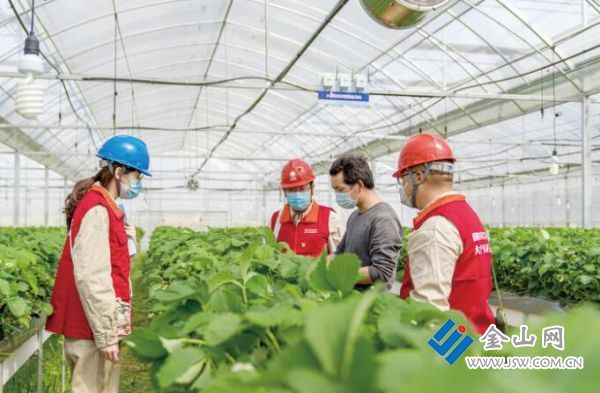 立足高效环保，托起致富梦想 草莓园用上绿色“地暖”