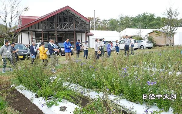 桔梗种植技术是视频全过程_桔梗最新种植技术视频_桔梗的种植视频