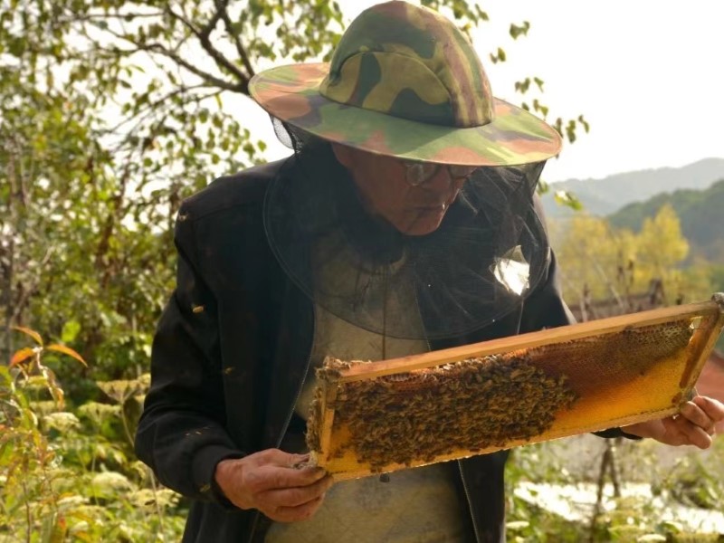 养殖蜜蜂致富新闻_蜜蜂养殖新技术_蜜蜂新闻致富养殖视频