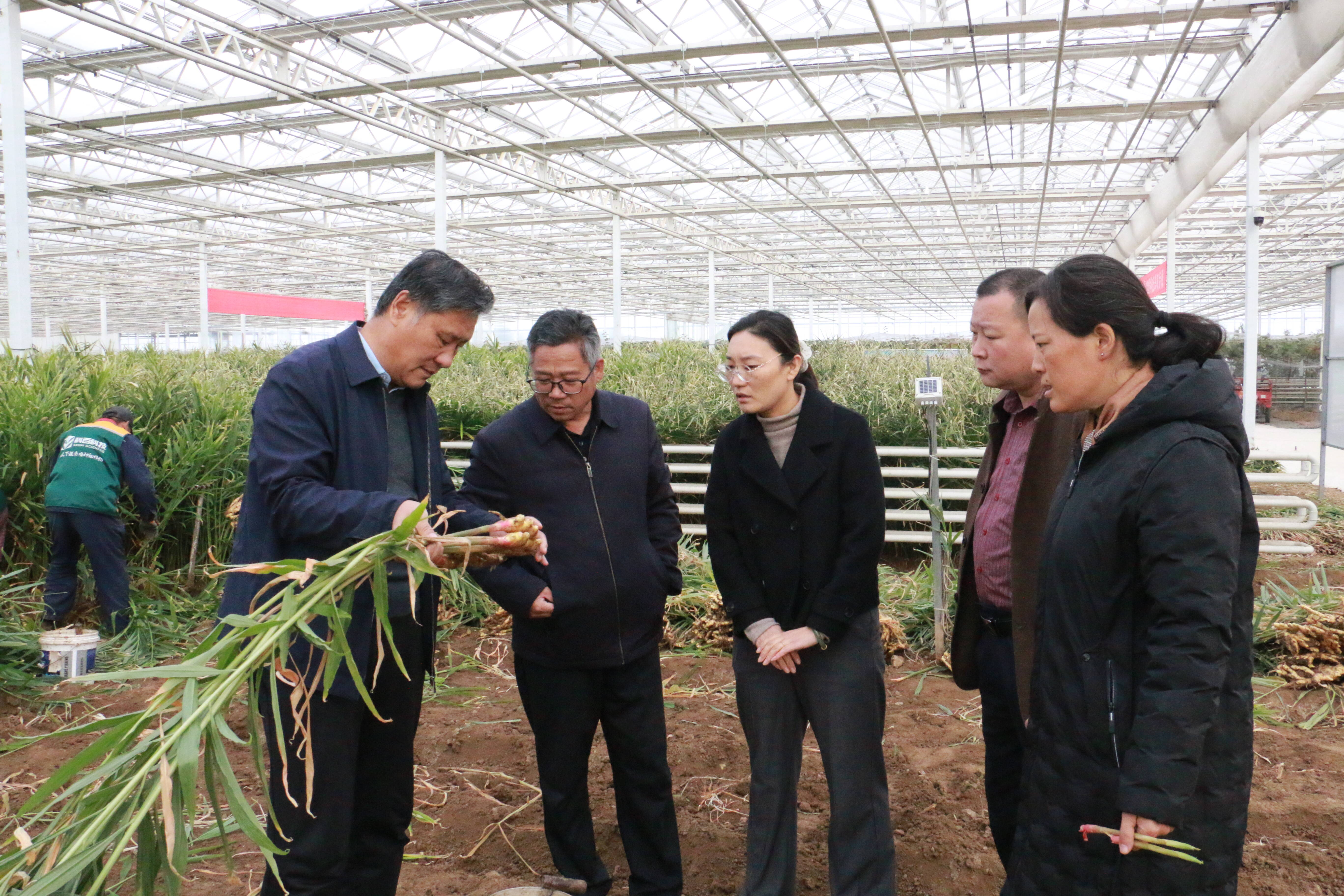 致富经生姜种植技术视频_致富生姜种植项目简介_种植生姜致富项目