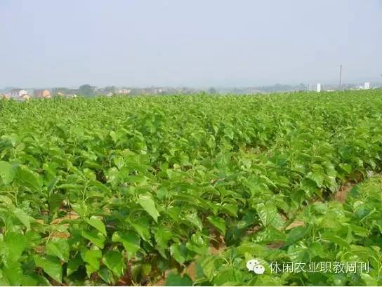 长果桑种植技术_种植桑果的技术和方法_桑果栽培技术