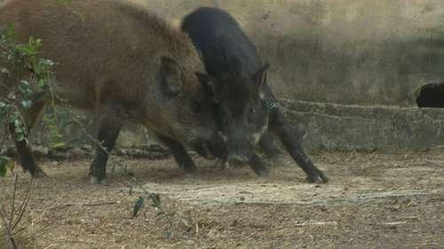 致富野猪东北话怎么说_致富经东北野猪_致富经野猪散养视频全部