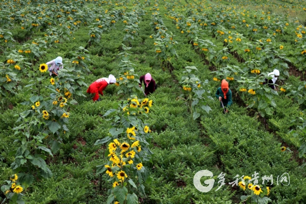 增收有“药” 致富有“道”——威宁自治县大力发展中药材产业促农增收纪实