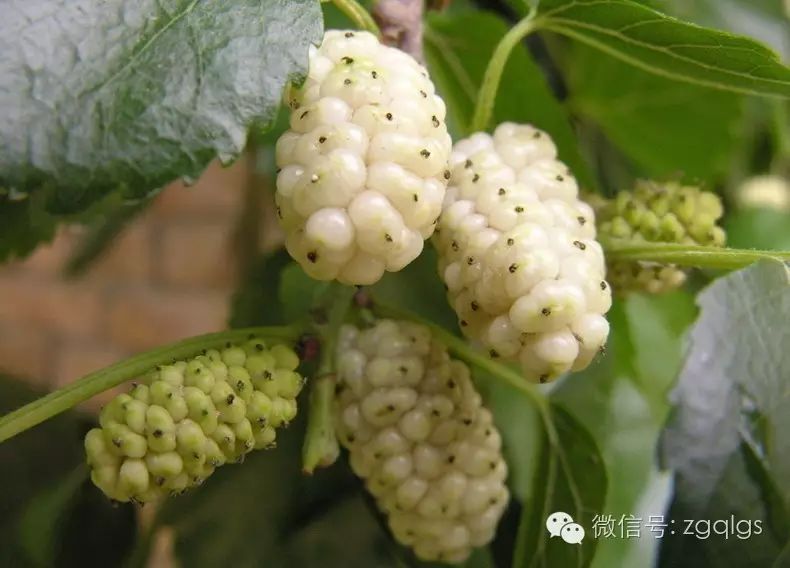 桑果栽培技术_桑的种植技术_长果桑种植技术