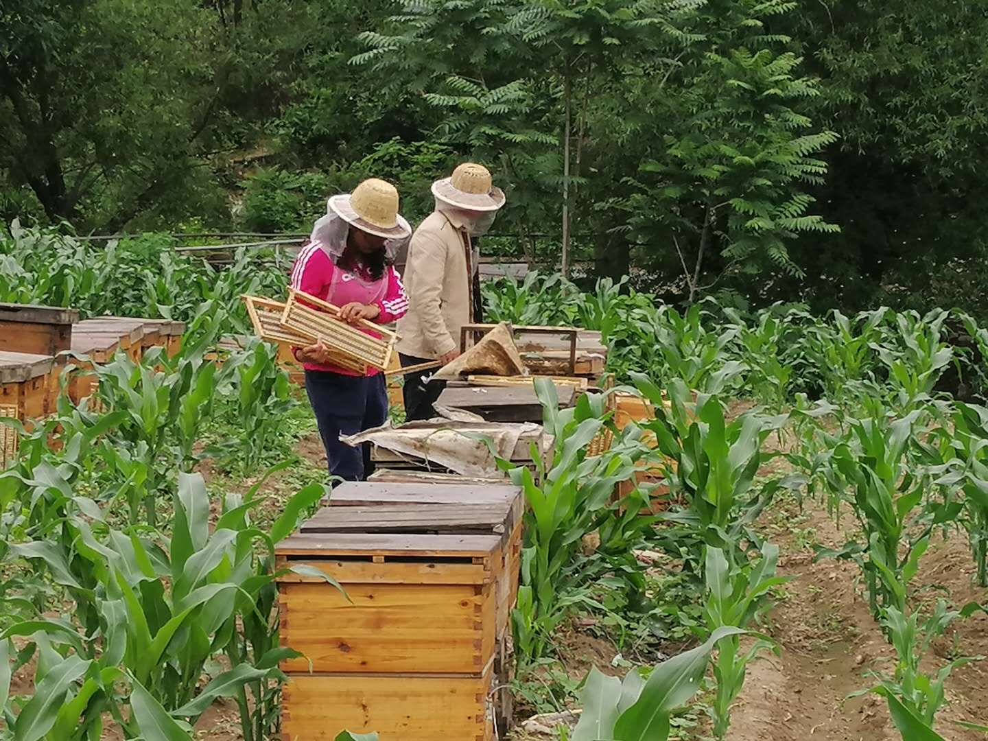 蜜蜂养殖业发展新模式_蜜蜂新闻致富养殖视频_养殖蜜蜂致富新闻